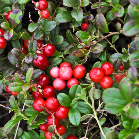 Afin americam (Merisor) - Ghiveci 2L - inaltime la livrare 40-50cm - Vesnic verde