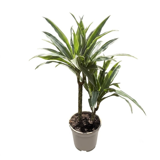 Dracena Lemon Lime – Plantă de Interior cu Frunze Dungate | Aqua Flowers