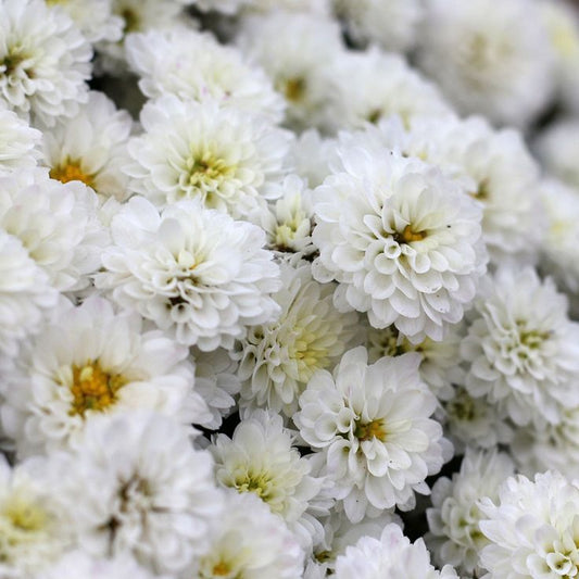 Crizanteme Albe - Ghiveci - Aqua Flowers