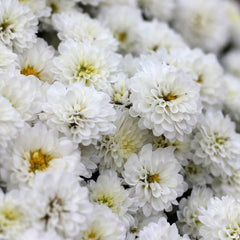 Crizanteme Albe - Ghiveci - Aqua Flowers