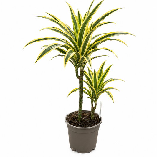 Dracena Lemon Lime – Plantă de Interior cu Frunze Dungate | Aqua Flowers