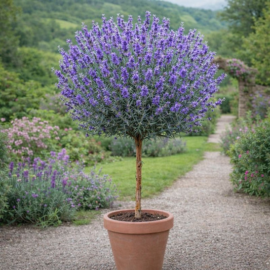 Lavanda Pomisor - Ghiveci 2L - H 40-50cm