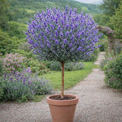 Lavanda Pomisor - Ghiveci 2L - H 40-50cm