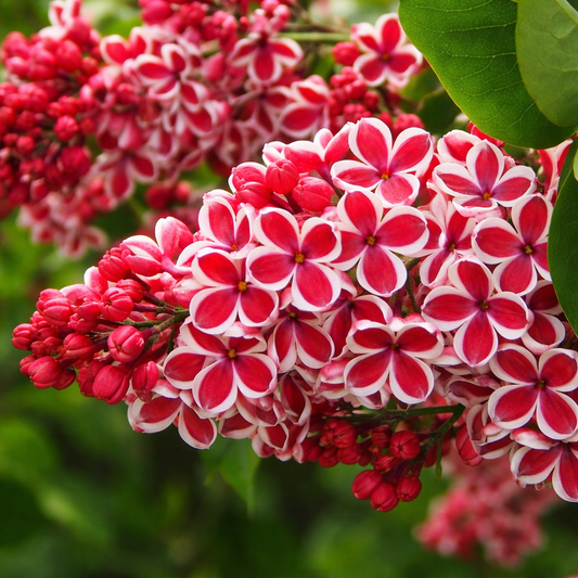 Liliac Syringa – bicolor alb cu roșu - radacina ambalata|  Înălțime la livrare: 70–80 cm