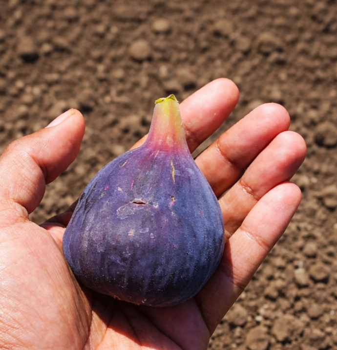 Smochin Delicious Blue Gigant Pe Rod - Anul 3 - Rădăcină ambalată