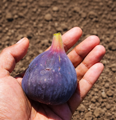 Smochin Delicious Blue Gigant Pe Rod - Anul 3 - Rădăcină ambalată