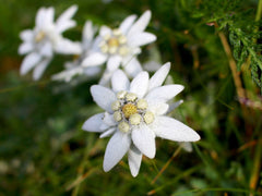 🌼 Leontopodium alpinum (Floarea de colț) La Ghiveci