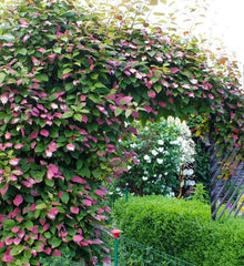 Kiwi Dr. Szymanowski Autofertil - Rezistent la ger - Ghiveci 2L