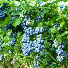 Afin - Bluegold - Ghiveci - Aqua Flowers