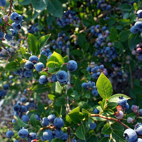 Afin Canadian - Pom Fructifer Rezistent cu Fructe Dulci si Aromate pentru Gradina Ta - Ghiveci 2l - Anul 3 - Inaltime la livrare 80-100 cm Aqua Flowers