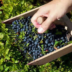 Afin Canadian - Pom Fructifer Rezistent cu Fructe Dulci si Aromate pentru Gradina Ta - Ghiveci 2l - Anul 3 - Inaltime la livrare 80-100 cm Aqua Flowers