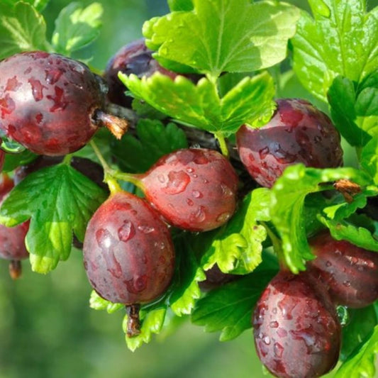 Agris Rosu - Pom Fructifer Rezistent cu Fructe Dulci-Acrisoare - Ghiveci 2L - Aqua Flowers