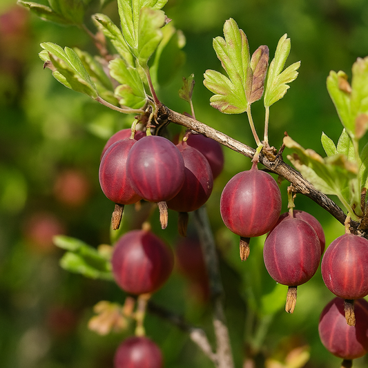 Agriș Roșu Tufă - Rădăcină Ambalată - Aqua Flowers