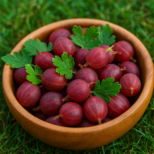 Agriș Roșu Pomișor Tulpină Înaltă - Rădăcină Ambalată - Aqua Flowers