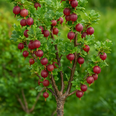 Agriș Roșu Pomișor Tulpină Înaltă - Rădăcină Ambalată - Aqua Flowers