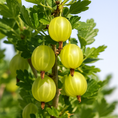 Agriș Verde Tufă - Rădăcină Ambalată - Aqua Flowers