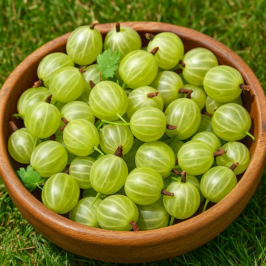 Agriș Verde Tufă - Rădăcină Ambalată - Aqua Flowers