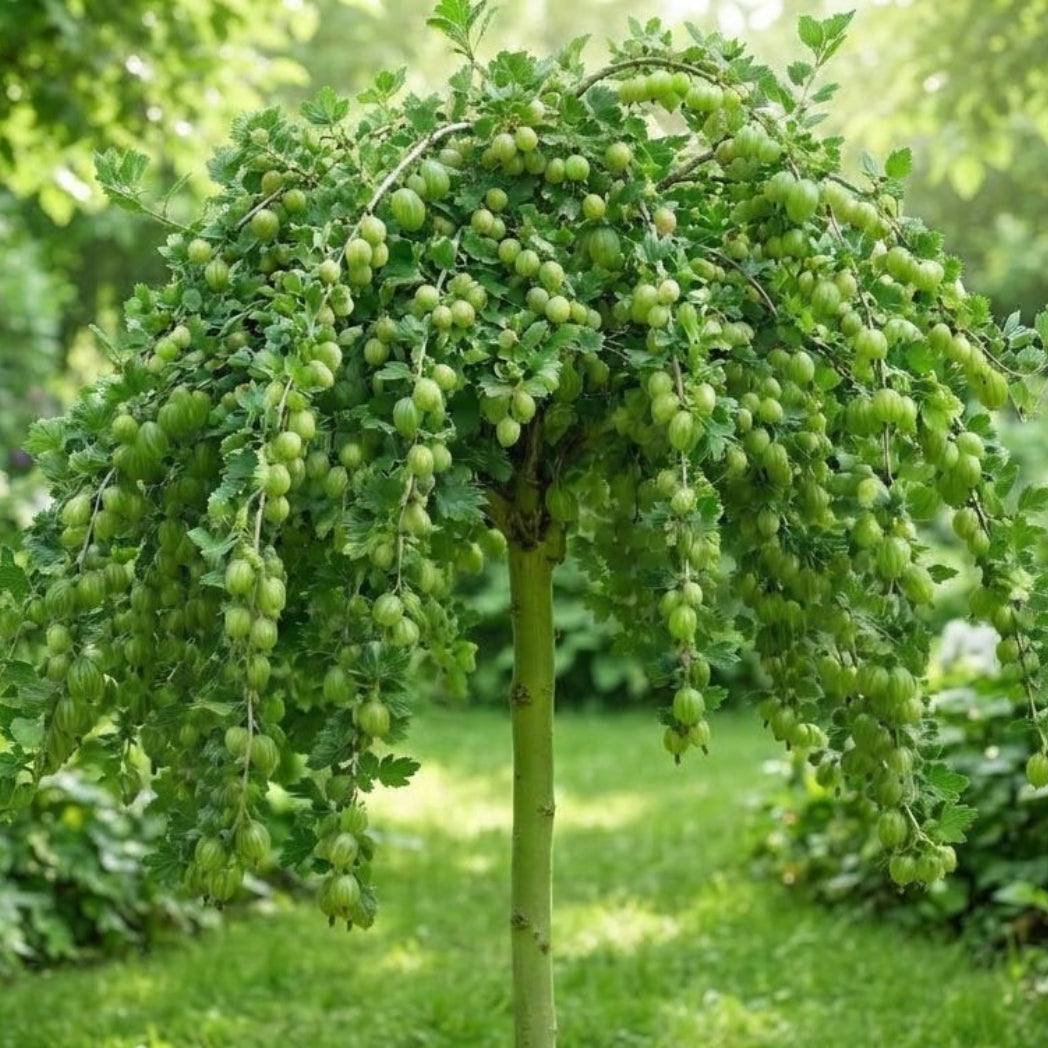 Agriș Verde Pomișor- radacina ambalata -anul  3