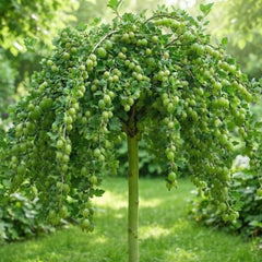 Agriș Verde Pomișor- radacina ambalata -anul  3