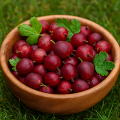 Agriș Roșu Tufă - Rădăcină Ambalată - Aqua Flowers