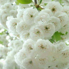 Arbust ornamental - Cires Japonez Pitic - Ghiveci P15 - Aqua Flowers