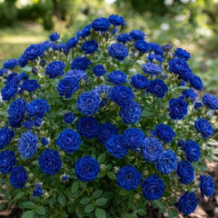 Trandafir Mini-Tufa - Royal Blue-radacina ambalata-anul 2