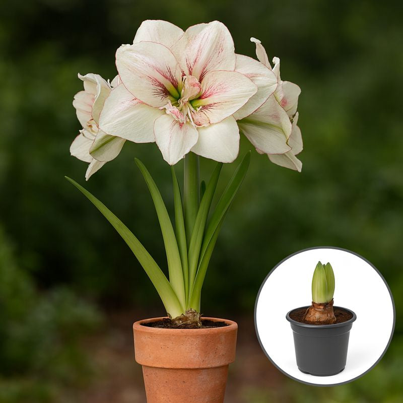 Bulbi Amaryllis Alb - Ghiveci – Aqua Flowers