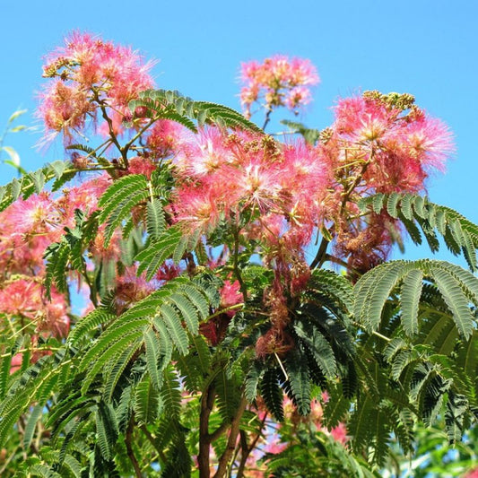 Arbore de mătase - Albizia julibrissin - Ghiveci - înălțime la livrare 90-100 cm