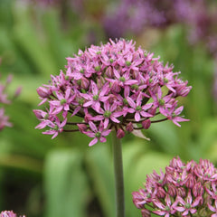Bulbi de Allium Pink Jewel - Pachet 3 Bulbi