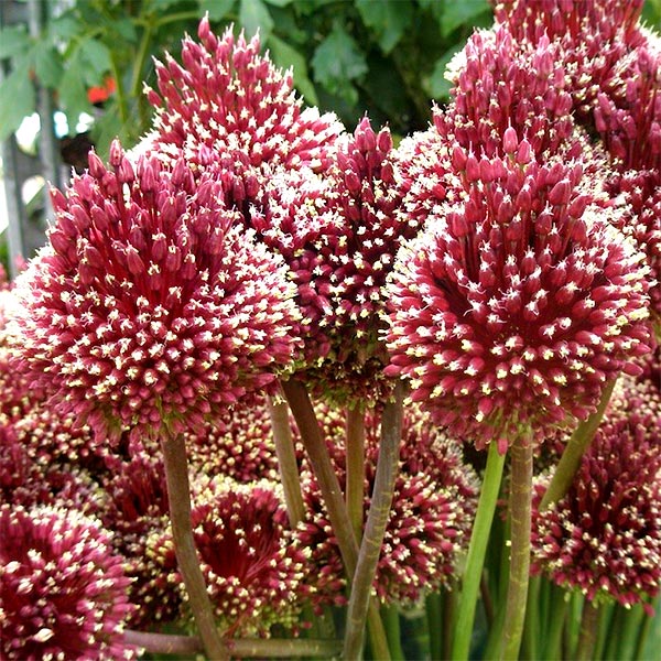 Bulbi de Allium Red Mohican - Pachet 3 Bulbi