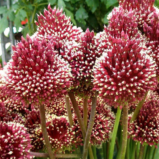 Bulbi de Allium Red Mohican - Pachet 3 Bulbi