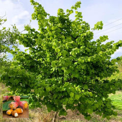 Alun Corylus Avellana - ghiveci