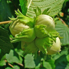 Alun Corylus Avellana - ghiveci