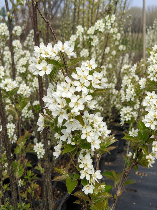 🤍🌿 Amelanchier (Pomul de Stafide) – Ghiveci 1,5 L