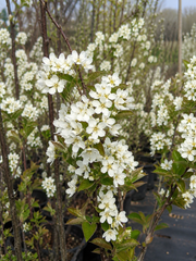 🤍🌿 Amelanchier (Pomul de Stafide) – Ghiveci 1,5 L