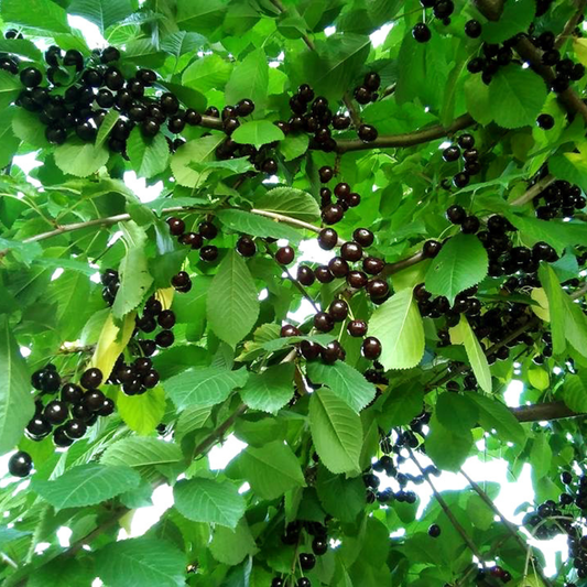 Cireș Negru Amar Maxut – Rădăcină Ambalată Anul 3 – Aqua Flowers