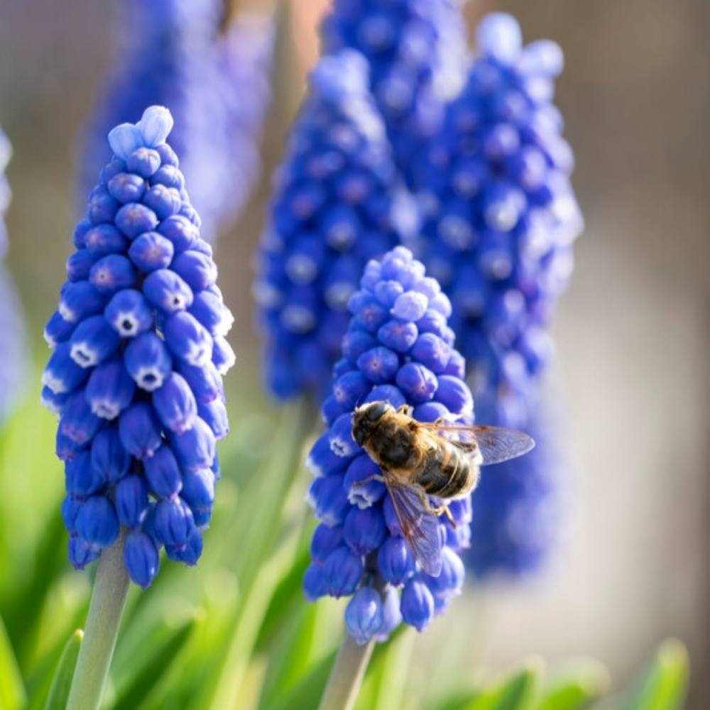 Bulbi Muscari - Americanum Pachet 5 Bulbi - Aqua Flowers