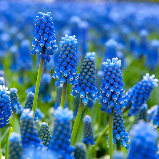 Bulbi Muscari - Americanum Pachet 5 Bulbi - Aqua Flowers