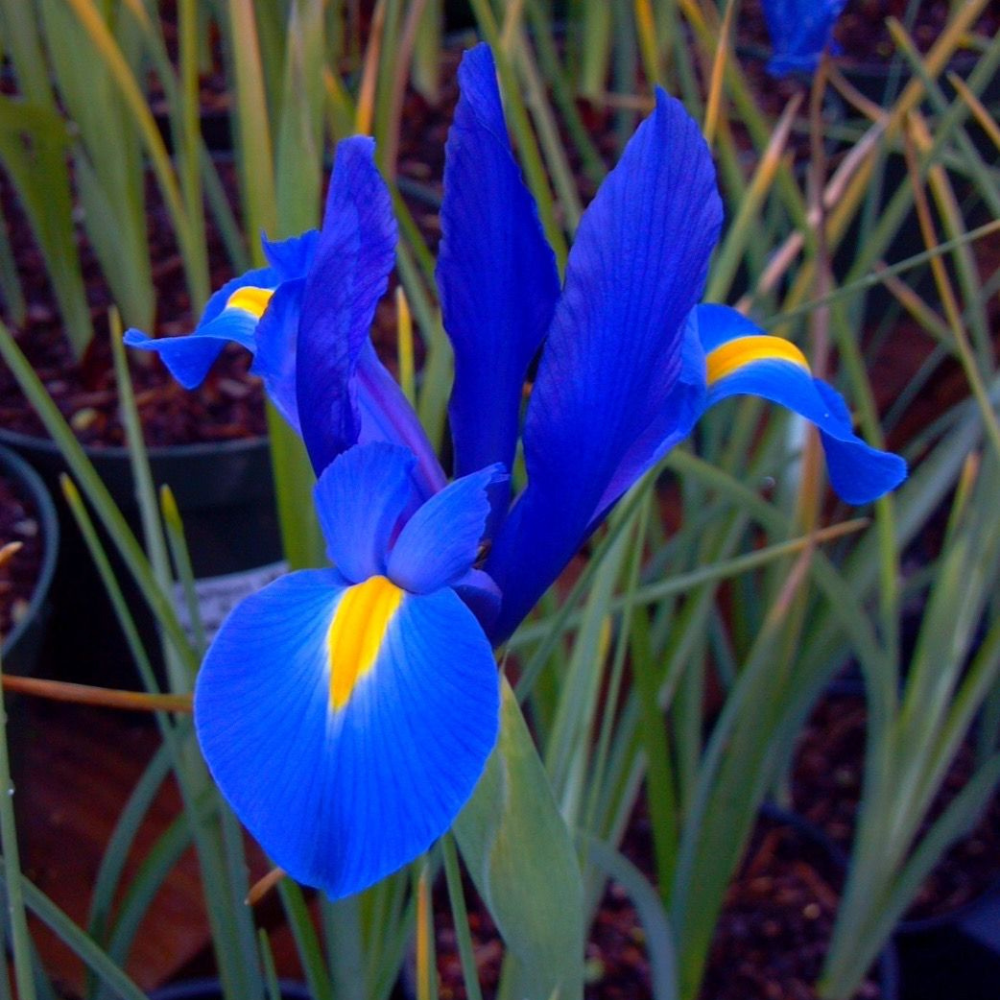 Bulbi Iris Hollandica - Pachet 5 Bulbi - Aqua Flowers