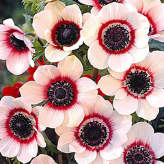 Bulbi Anemone Bicolor - Pachet 10 Bulbi - Aqua Flowers