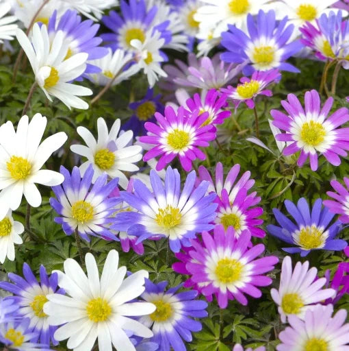 Anemone - Blanda Mixed - Pachet 20 bulbi