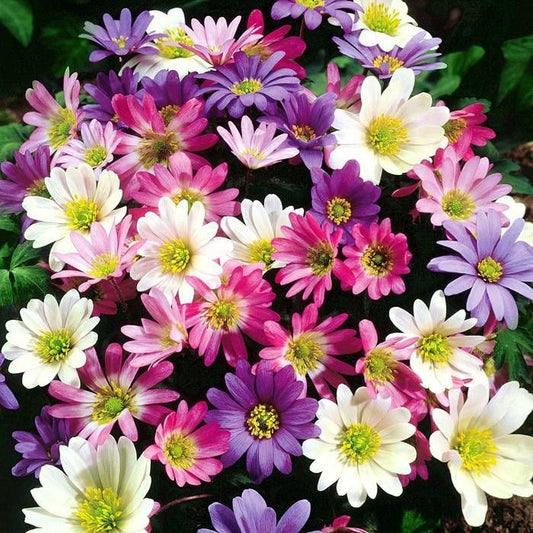 Anemone - Blanda Mixed - Pachet 20 bulbi - Aqua Flowers