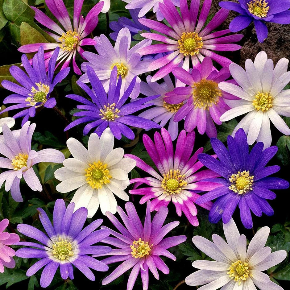 Anemone - Blanda Mixed - Pachet 20 bulbi