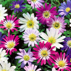 Anemone - Blanda Mixed - Pachet 20 bulbi - Aqua Flowers