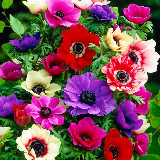 Anemone - De Caen Mixed - Pachet 20  bulbi - Aqua Flowers