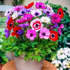 Anemone - De Caen Mixed - Pachet 20  bulbi - Aqua Flowers