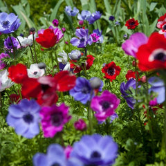 Anemone - De Caen Mixed - Pachet 20  bulbi - Aqua Flowers