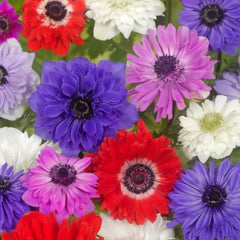 Anemone - St. Brigid Mixed - Pachet 20 bulbi