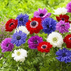 Anemone - St. Brigid Mixed - Pachet 20 bulbi