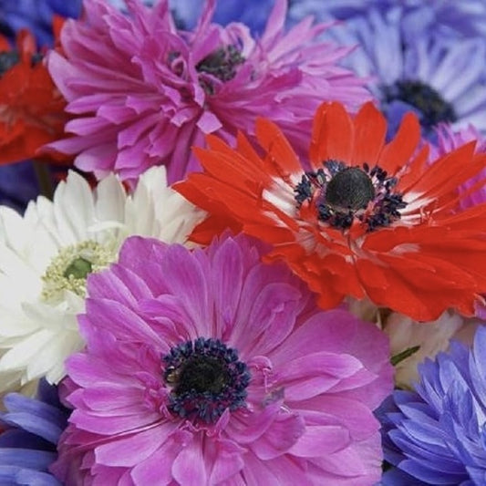 Anemone - St. Brigid Mixed - Pachet 20 bulbi - Aqua Flowers
